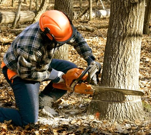 Tree Removal in New Berlin, IL